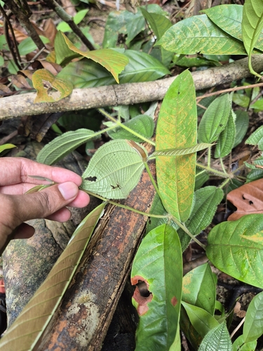 Shorea macroptera — photo