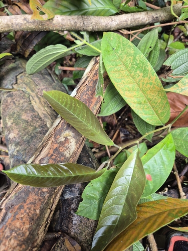 Shorea macroptera