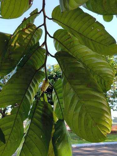Shorea mecistopteryx (Illipe nuts) — photo