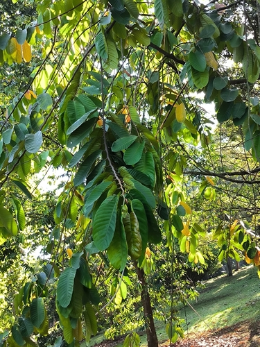 Shorea mecistopteryx (Illipe nuts) — photo