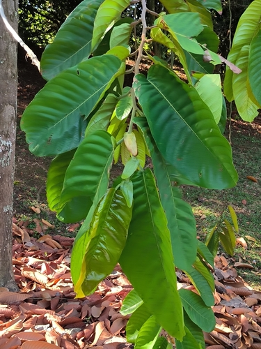 Shorea mecistopteryx