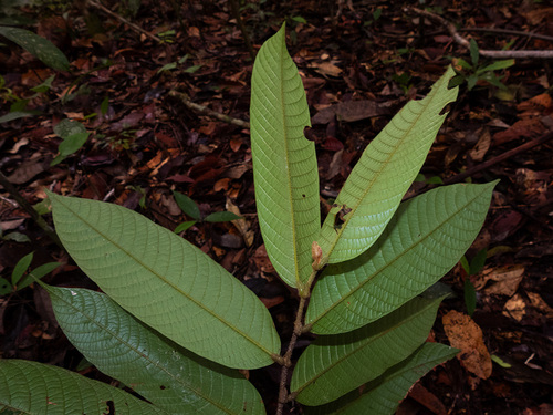 Shorea ovalis (Borneo tallow tree) — photo