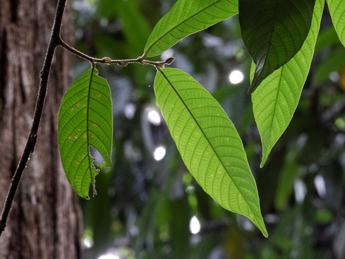 Shorea ovalis (Borneo tallow tree) — photo