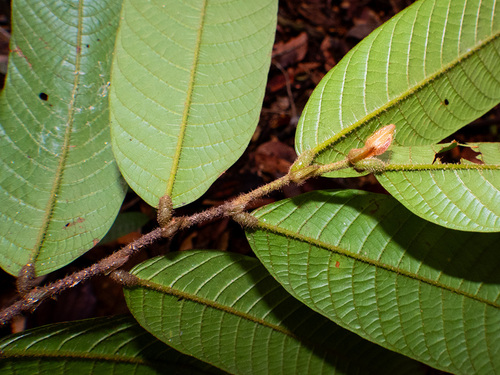 Shorea ovalis