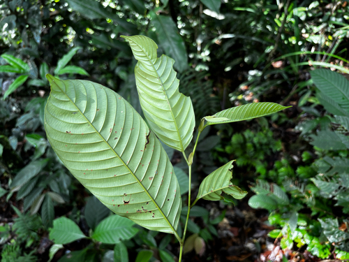 Shorea palembanica (Sumatran meranti tree) — photo