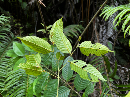 Shorea parvifolia — photo