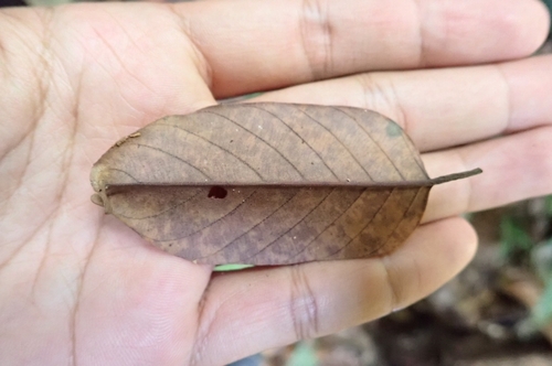 Shorea parvifolia — photo