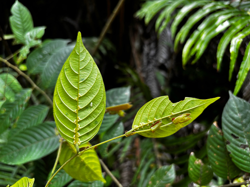 Shorea parvifolia