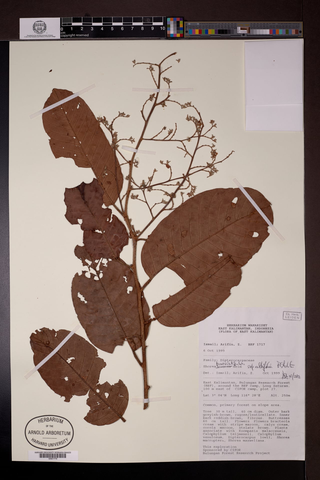 Shorea parvistipulata — photo