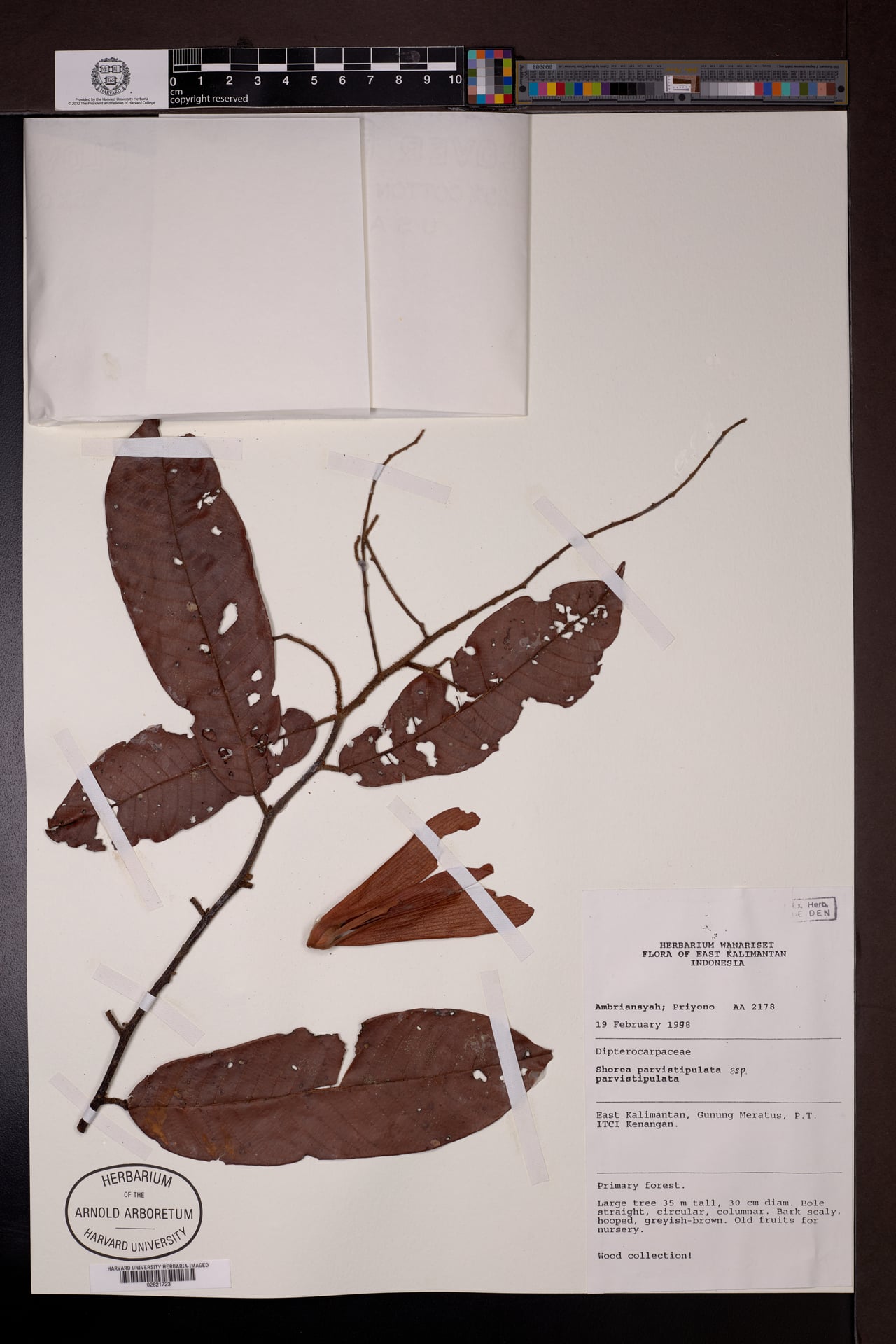Shorea parvistipulata — photo
