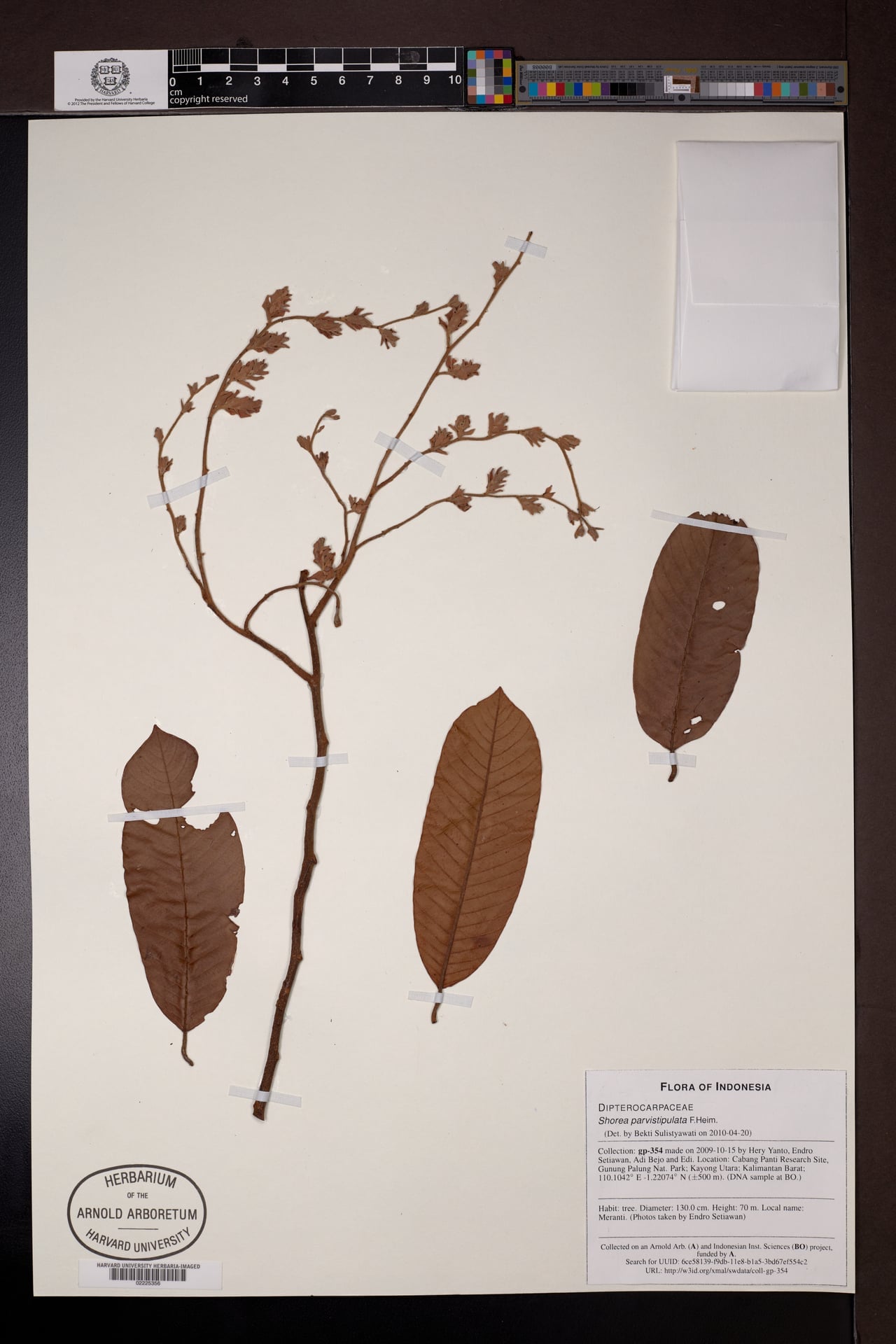Shorea parvistipulata