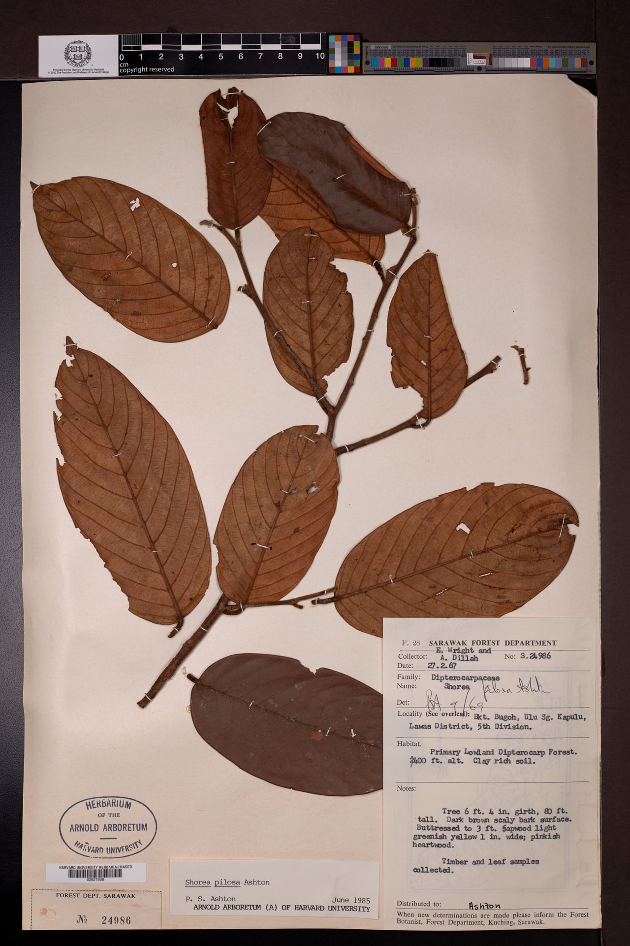 Shorea pilosa — photo