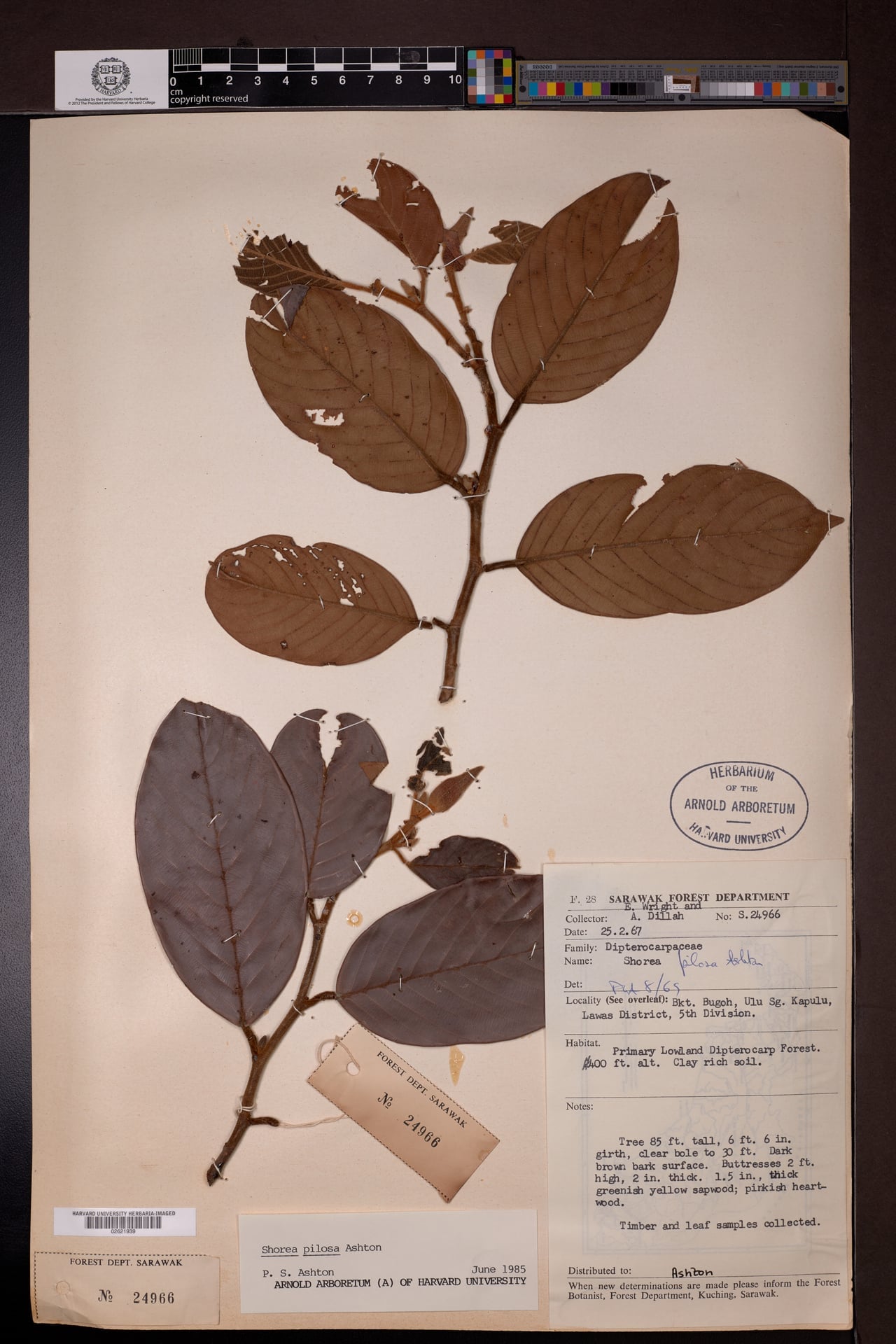 Shorea pilosa — photo