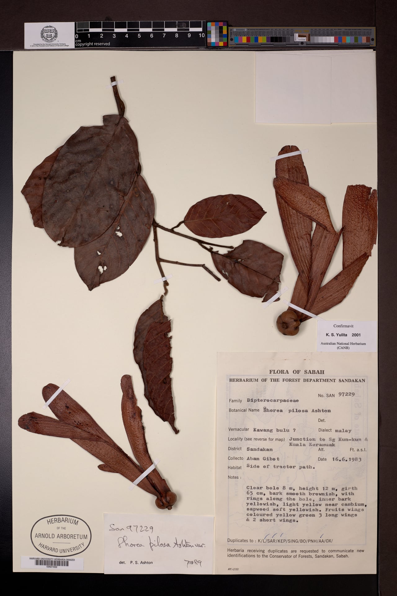 Shorea pilosa