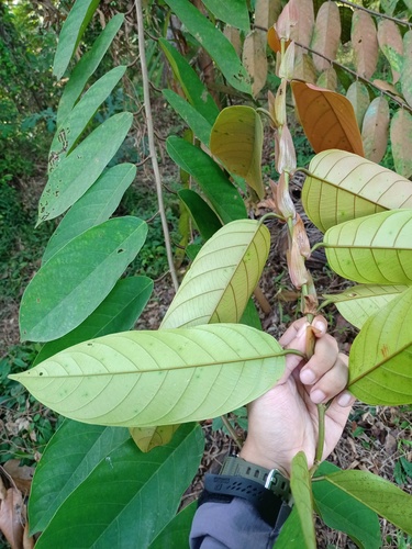 Shorea pinanga (Pinang tengkawang tree) — photo