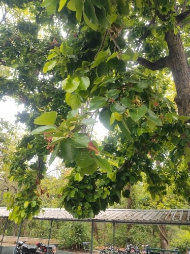 Shorea robusta (Sal) — photo
