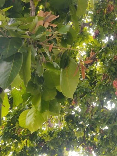 Shorea robusta (Sal) — photo