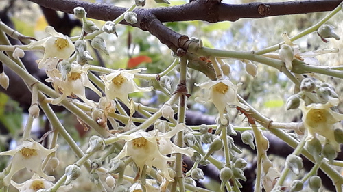 Shorea robusta