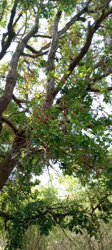 Shorea roxburghii — photo