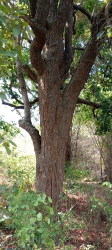 Shorea roxburghii — photo