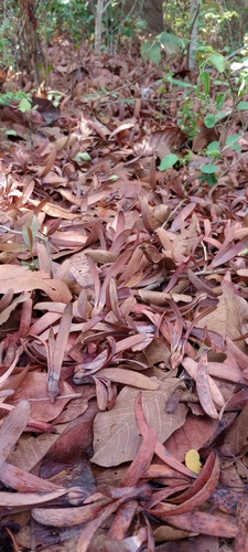 Shorea roxburghii