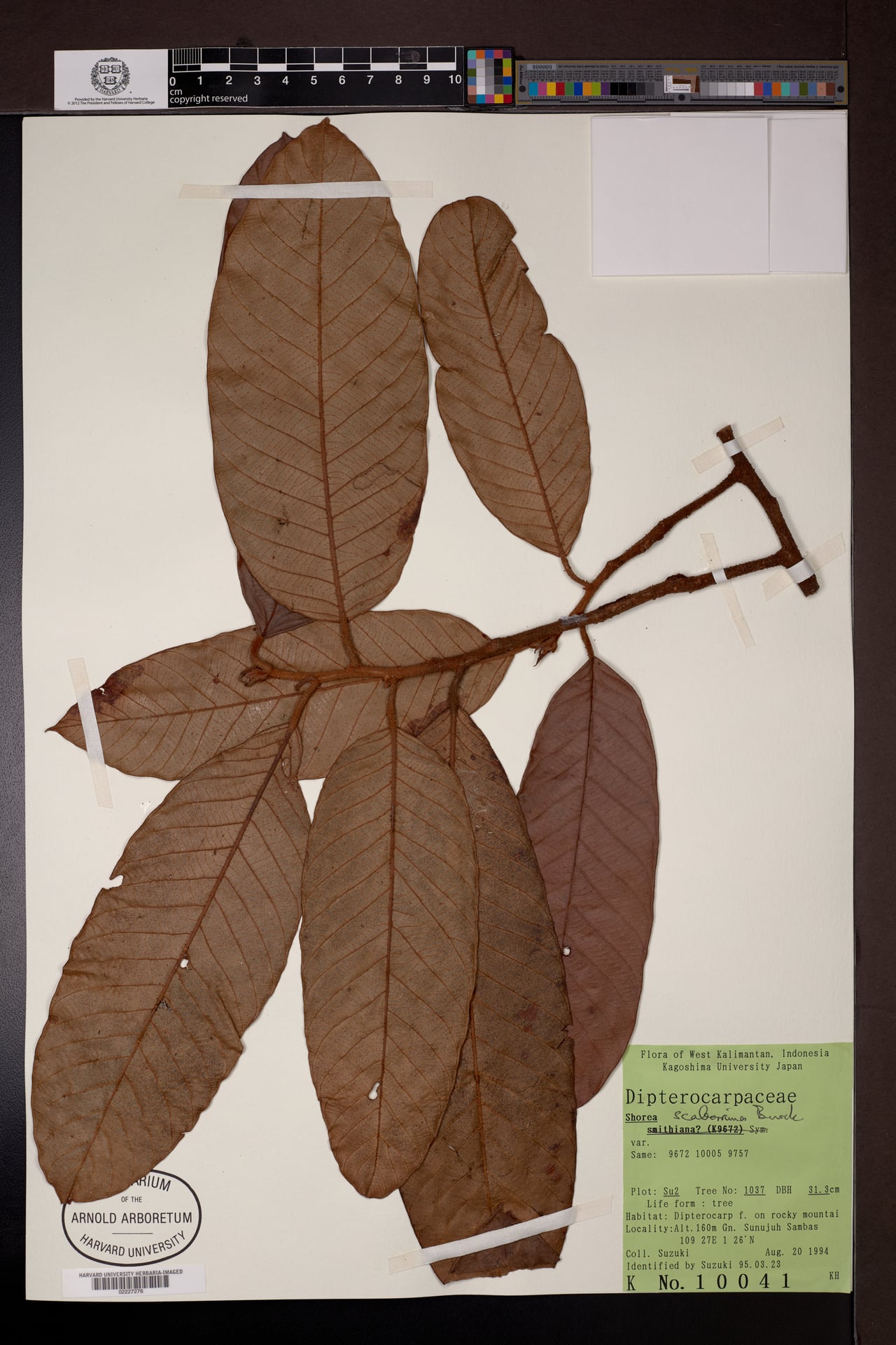 Shorea scaberrima — photo