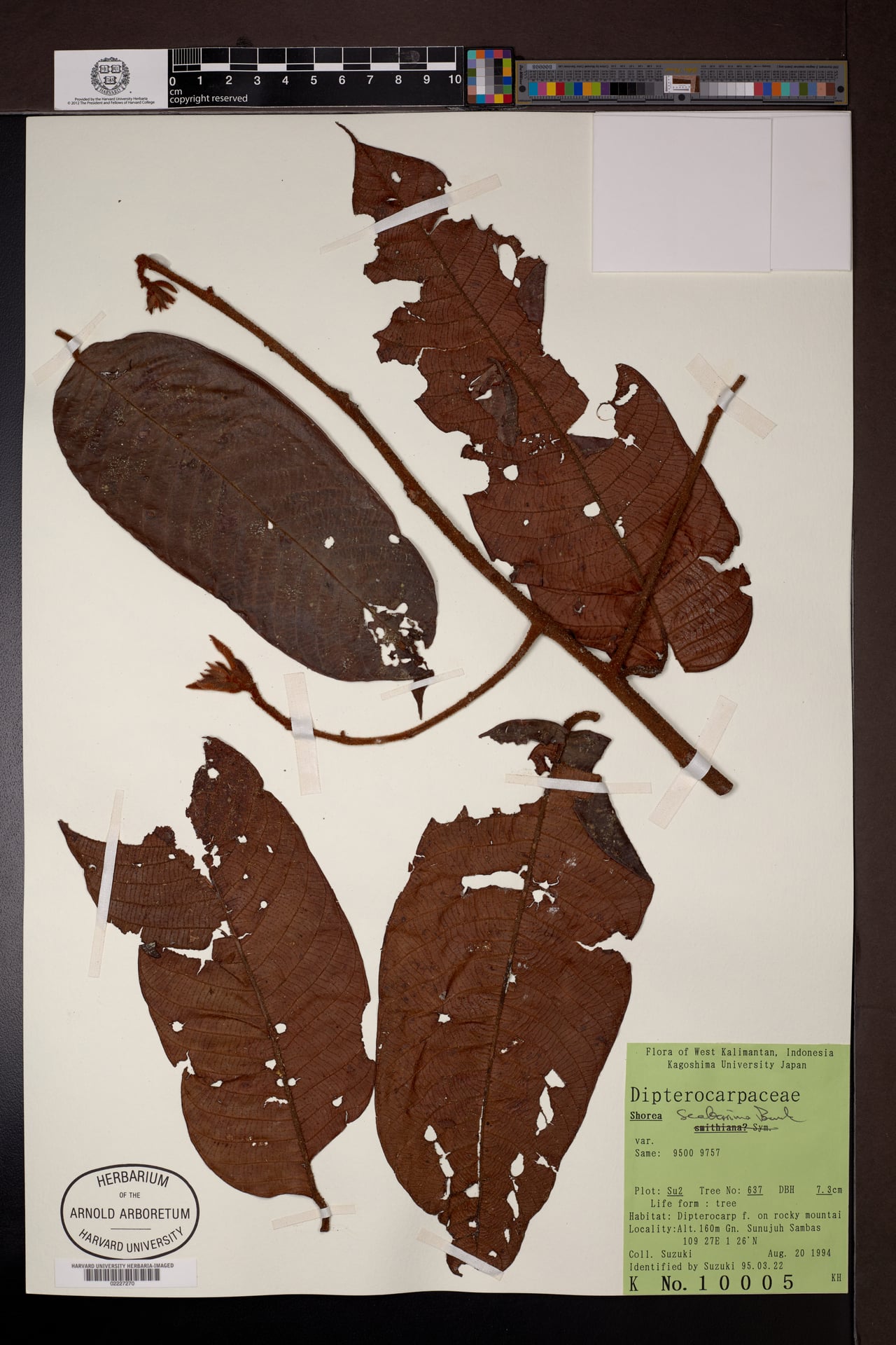 Shorea scaberrima — photo