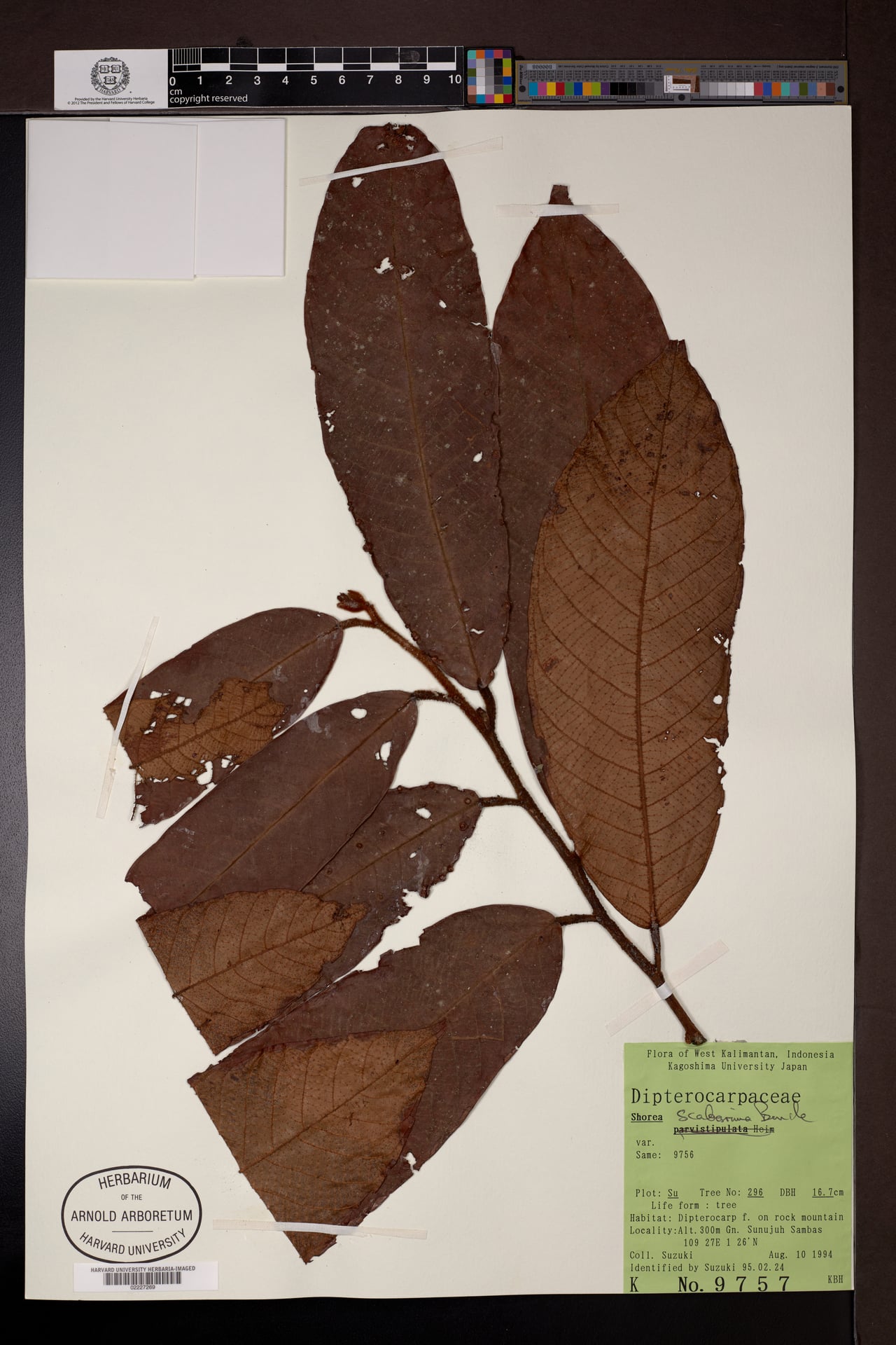 Shorea scaberrima