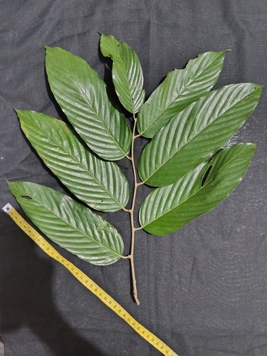 Shorea seminis (Ayer balau tree) — photo