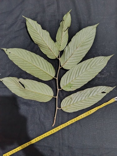 Shorea seminis (Ayer balau tree) — photo