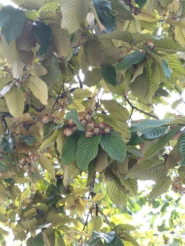 Shorea seminis