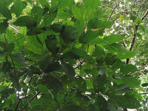 Shorea singkawang (Dark red meranti) — photo