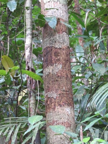 Shorea singkawang (Dark red meranti) — photo