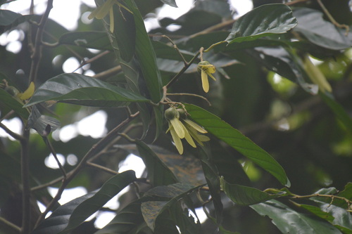 Shorea singkawang