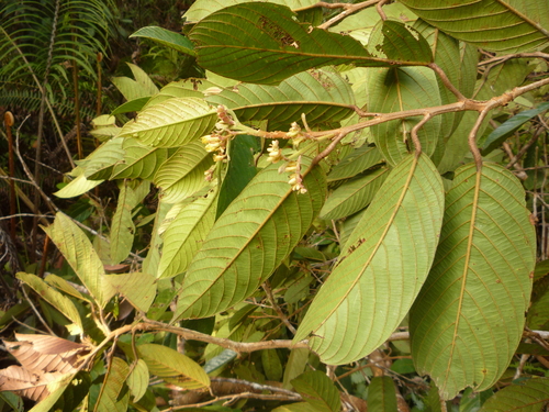 Shorea smithiana (Rambai meranti tree) — photo