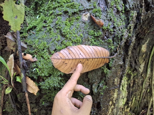 Shorea smithiana (Rambai meranti tree) — photo