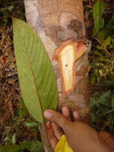 Shorea smithiana