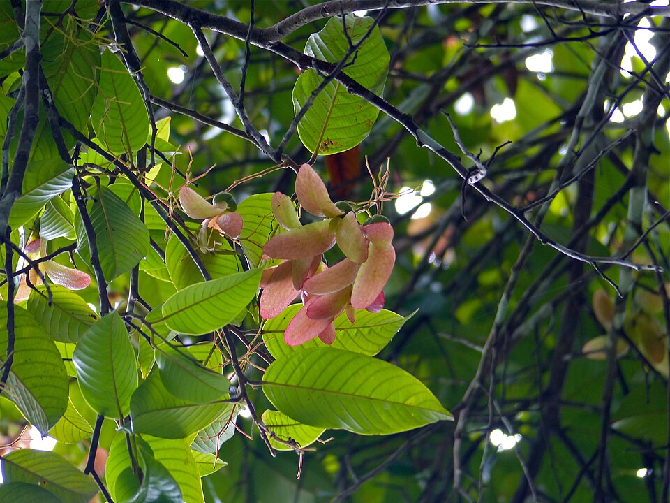 Shorea sp. (Borneo illipe nut) — photo