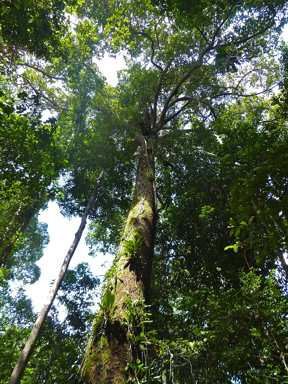 Shorea sp.