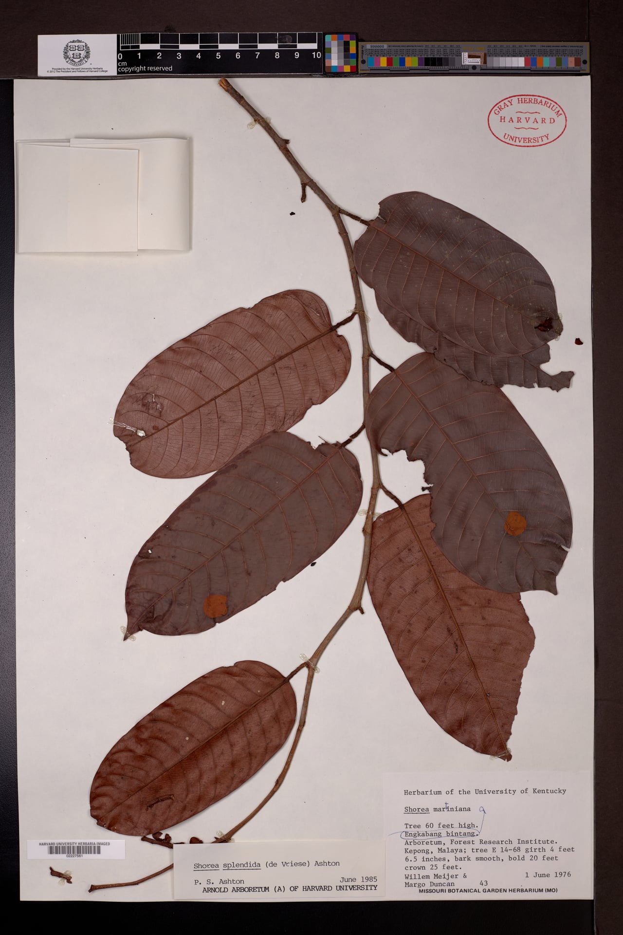 Shorea splendida — photo