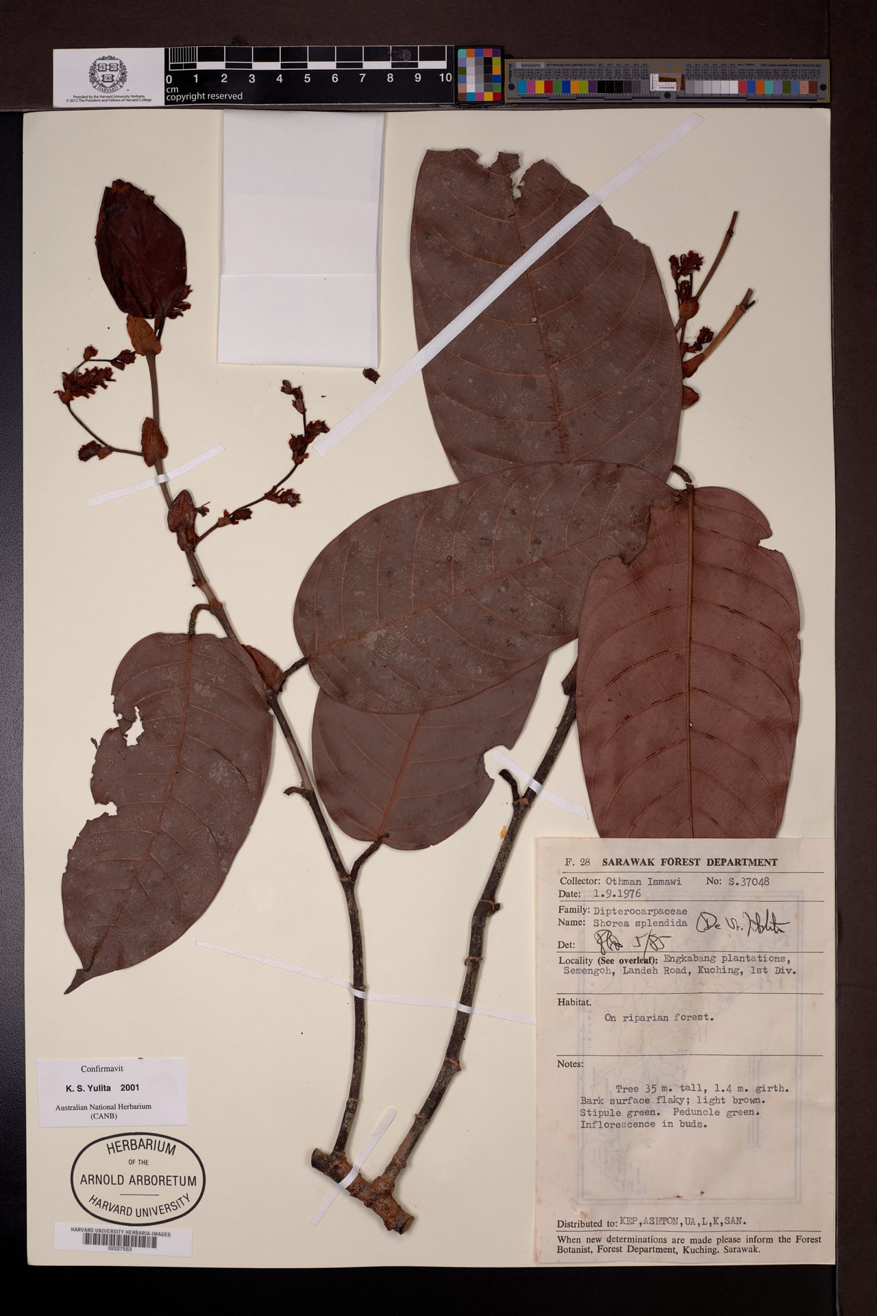Shorea splendida — photo