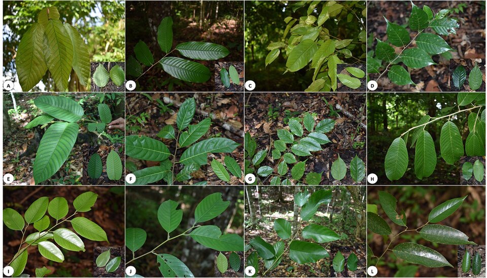 Shorea squamata