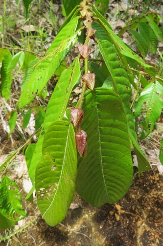 Shorea stenoptera