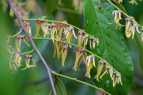 Shorea sumatrana (Senkawang balau tree) — photo