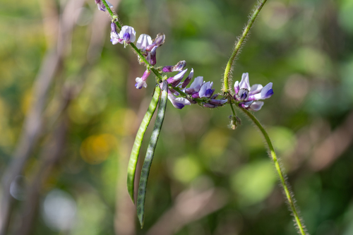 Shuteria hirsuta (Mang sang) — photo