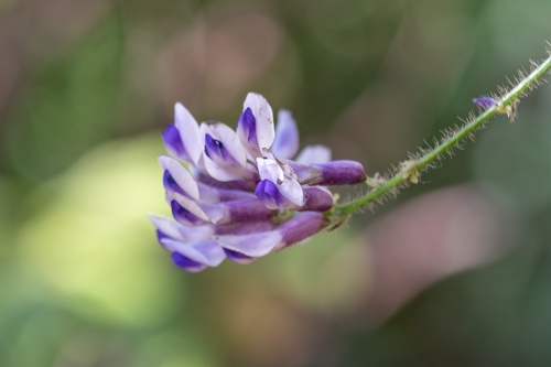 Shuteria hirsuta (Mang sang) — photo
