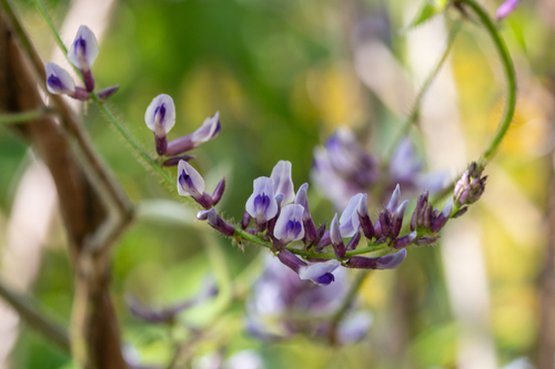 Shuteria hirsuta
