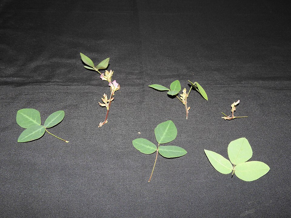 Shuteria involucrata — photo