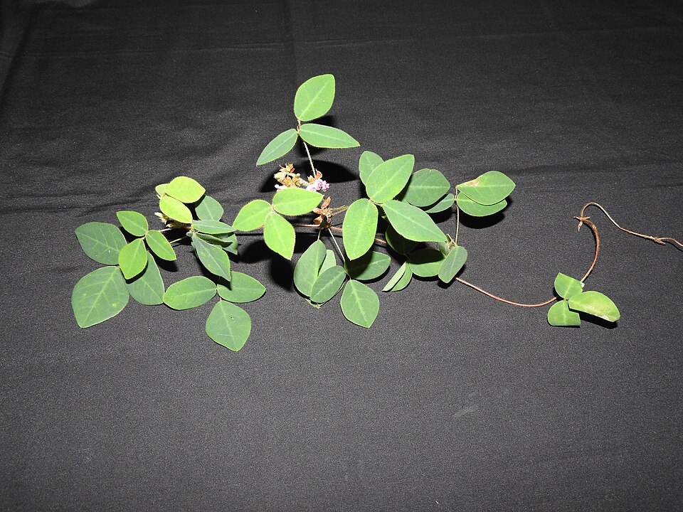 Shuteria involucrata
