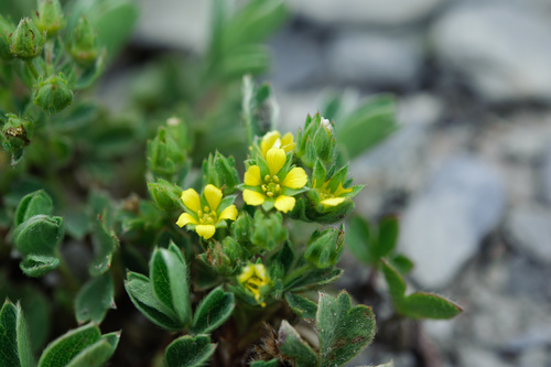 Sibbaldia cuneata (Petma) — photo